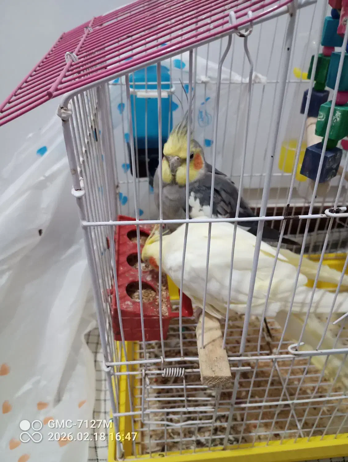 عروس هلندی|پرنده|هندیجان, |دیوار