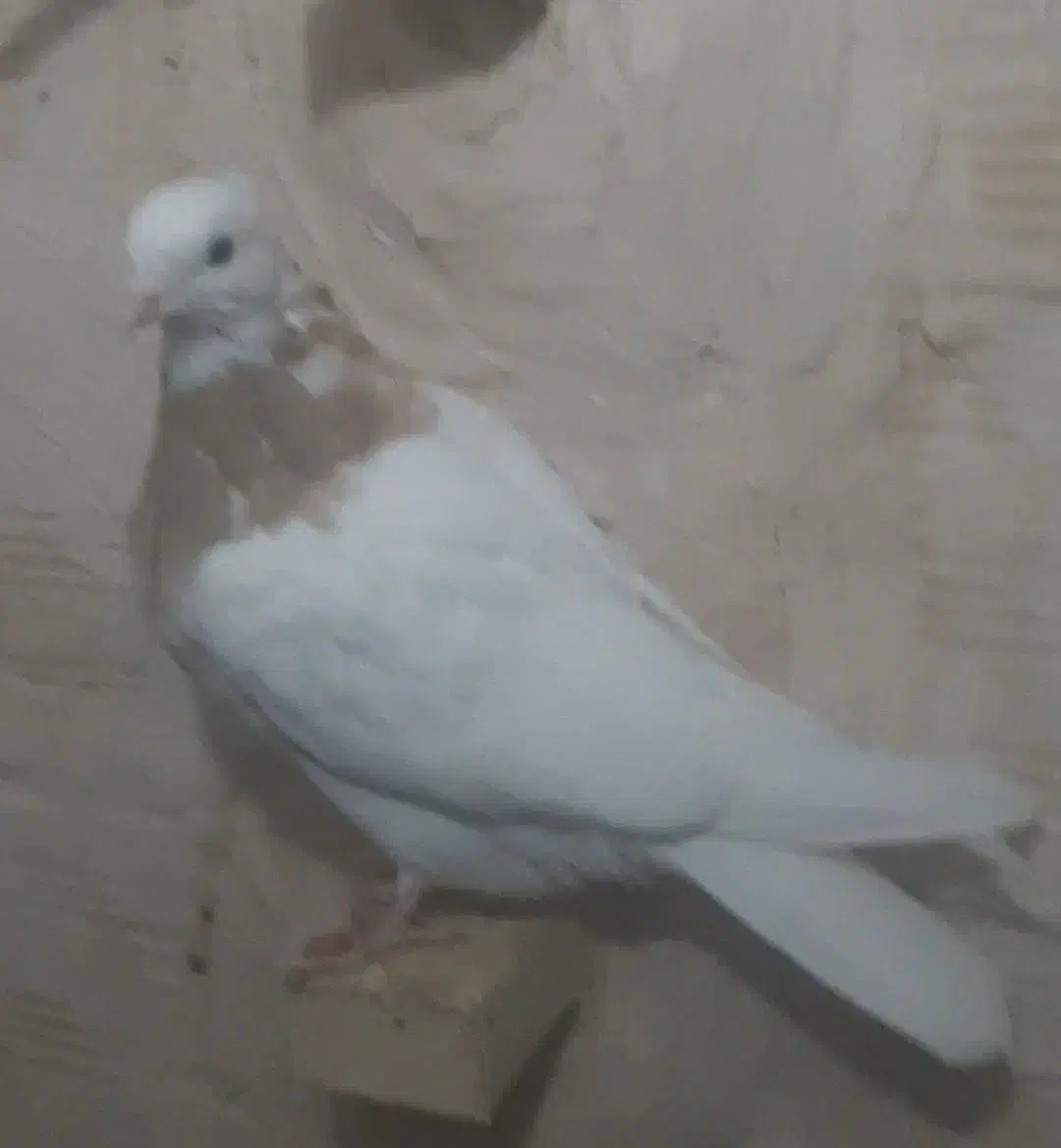 پرنده|حیوانات|بافق, |دیوار