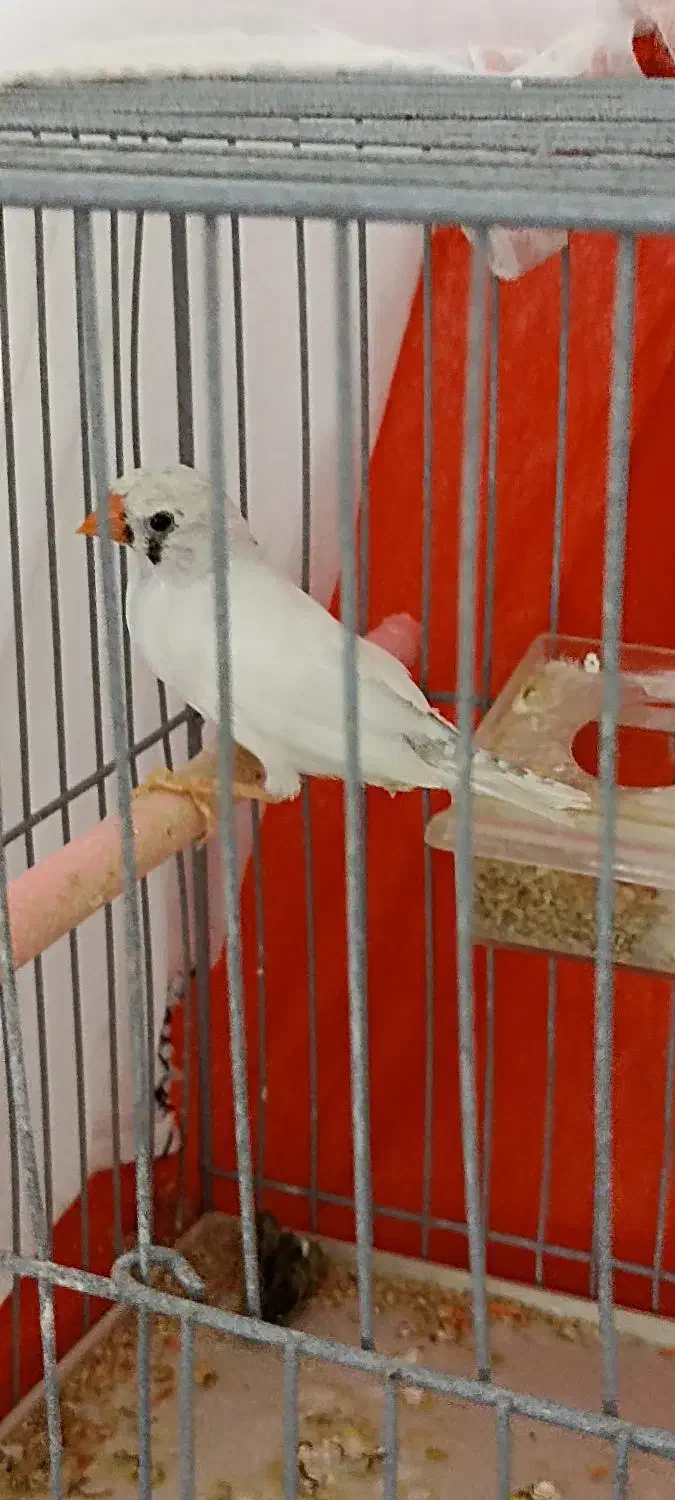 فنچ ماده|پرنده|بیرجند, |دیوار