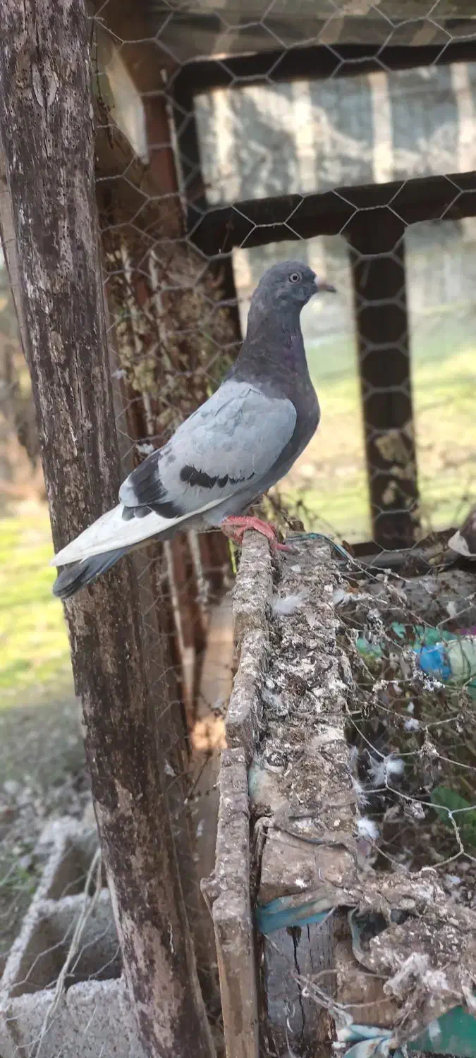 کبوتر|پرنده|ماکلوان, |دیوار