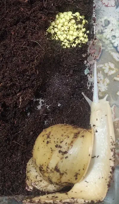 حلزون آلبینو|خزنده|شیراز, آبیاری|دیوار