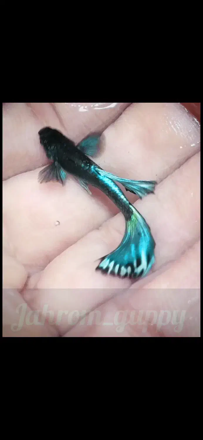 فروش ماهی گوپی|ماهی|جهرم, |دیوار