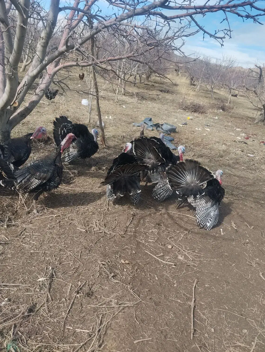 بوقلمون|حیوانات مزرعه|نوشین شهر, |دیوار