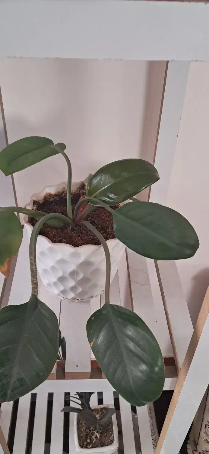 استند و گل طبیعی|گل و گیاه طبیعی|بیرجند, |دیوار