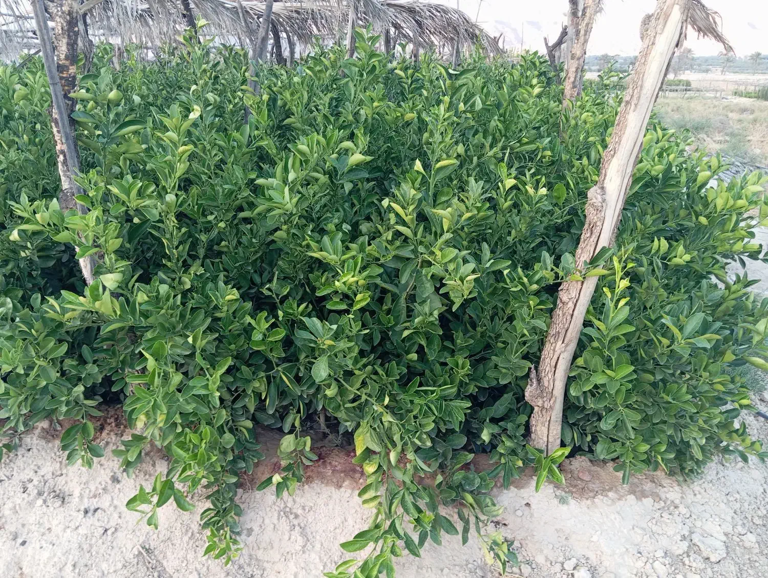 نهال درخت مرکبات سیاه درخت|خدمات باغبانی و درختکاری|شیراز, بید زرد|دیوار