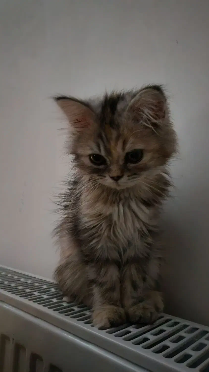 گربه|گربه|کرمانشاه, |دیوار