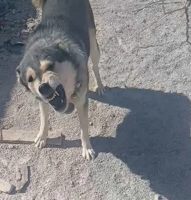 سگ نرو ماده بومی|سگ|اقلید, |دیوار