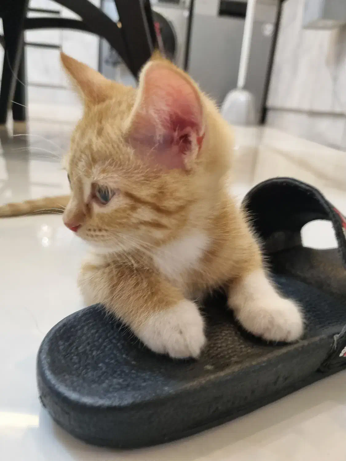 بچه گربه پدر اسکاتیش مادر کالیکو 2ماهه|گربه|گرگان, |دیوار