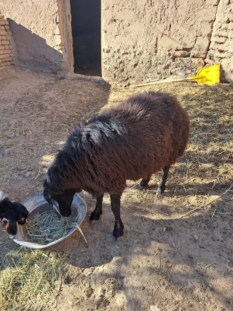 باسلام فروش قوچ فربه و جوان ۲ ساله|حیوانات مزرعه|تکاب, |دیوار