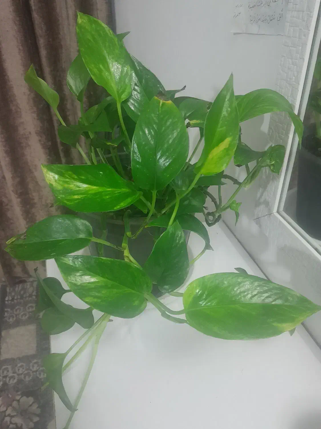 گل دیفن  و پیتوس و آگلونما برفی|گل و گیاه طبیعی|مشهد, اروند|دیوار