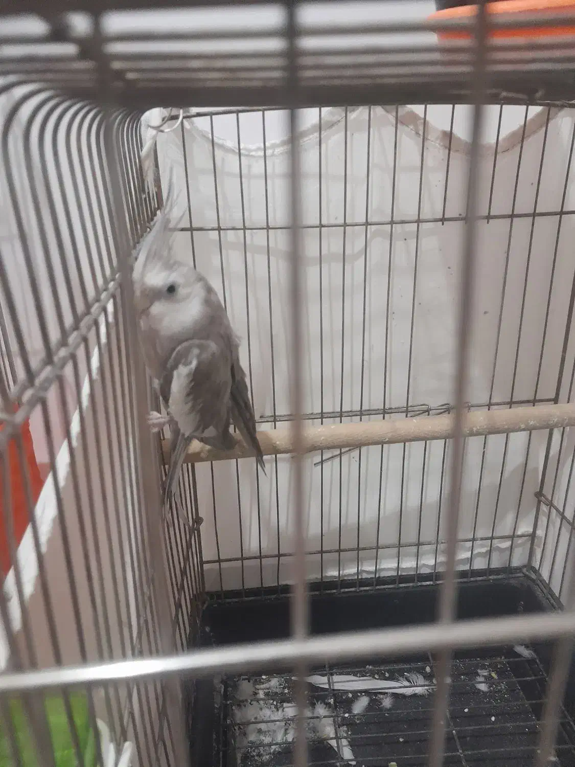 وایتفیس نر|پرنده|تاکستان, |دیوار