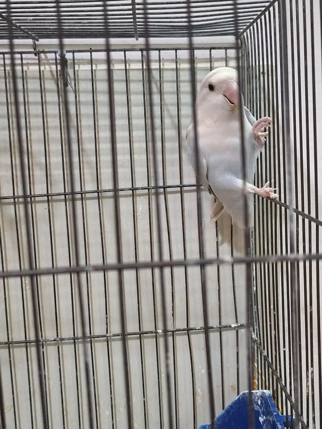 طوطی برزیلی|پرنده|چهارباغ, |دیوار