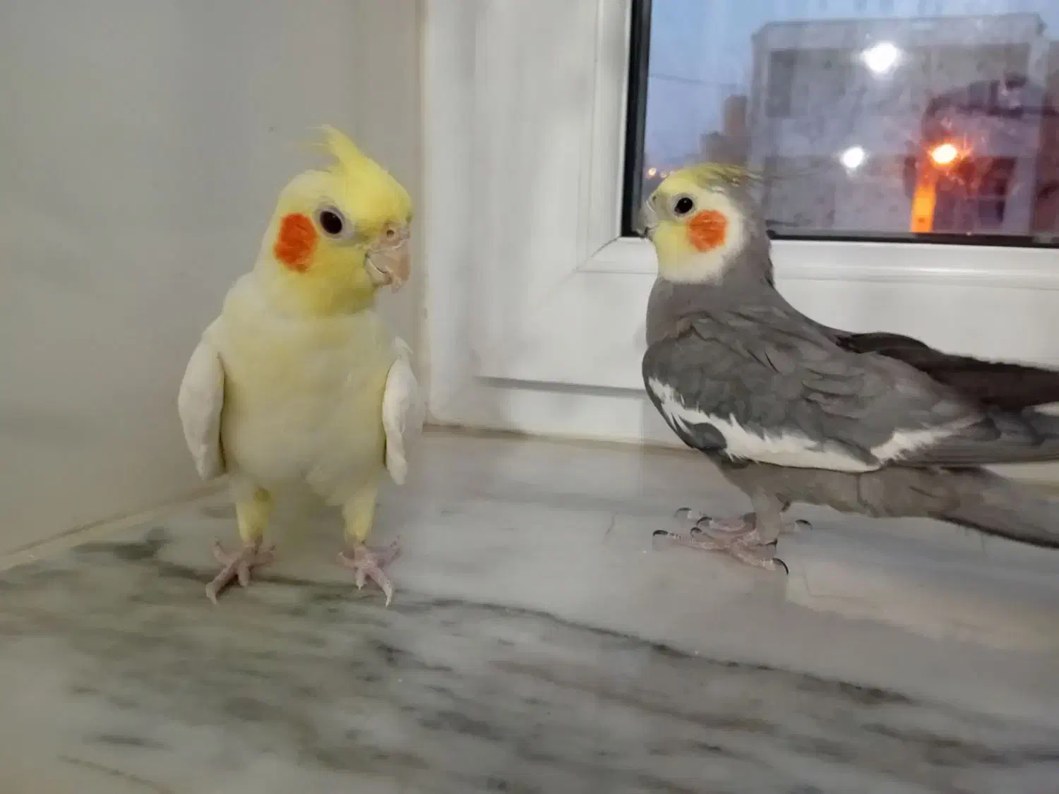 عروس هلندی|پرنده|دهگلان, |دیوار