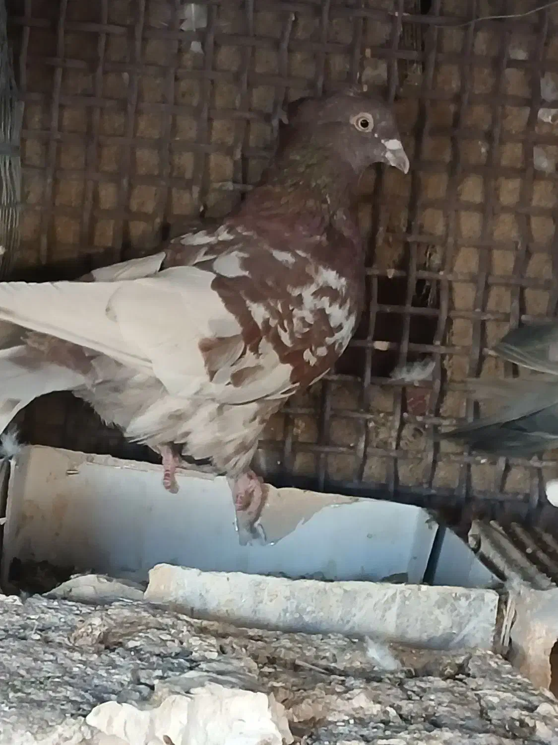 ۲عددکله|پرنده|بم, |دیوار