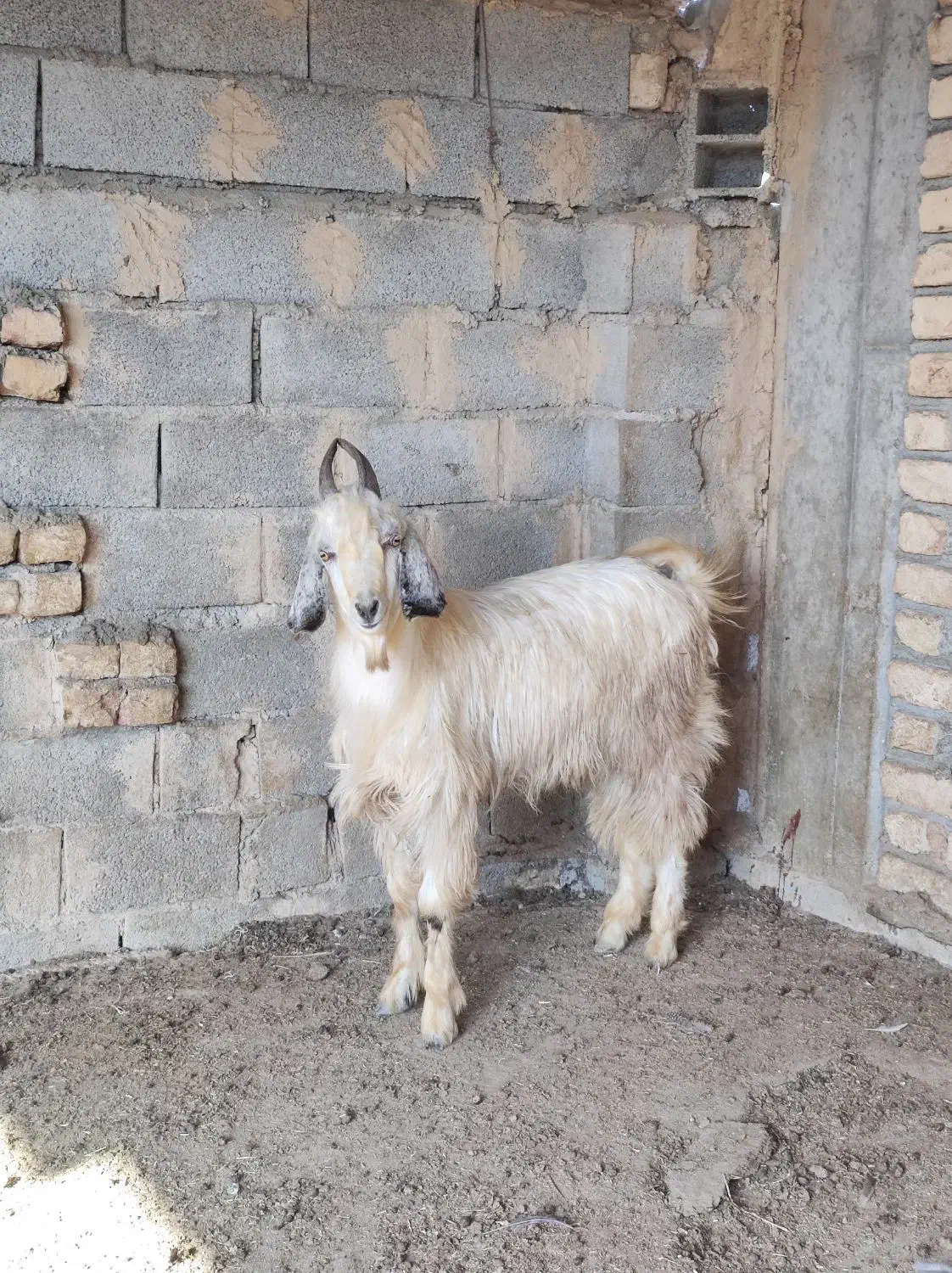 چوش چاتمه|حیوانات مزرعه|سیمین شهر, |دیوار