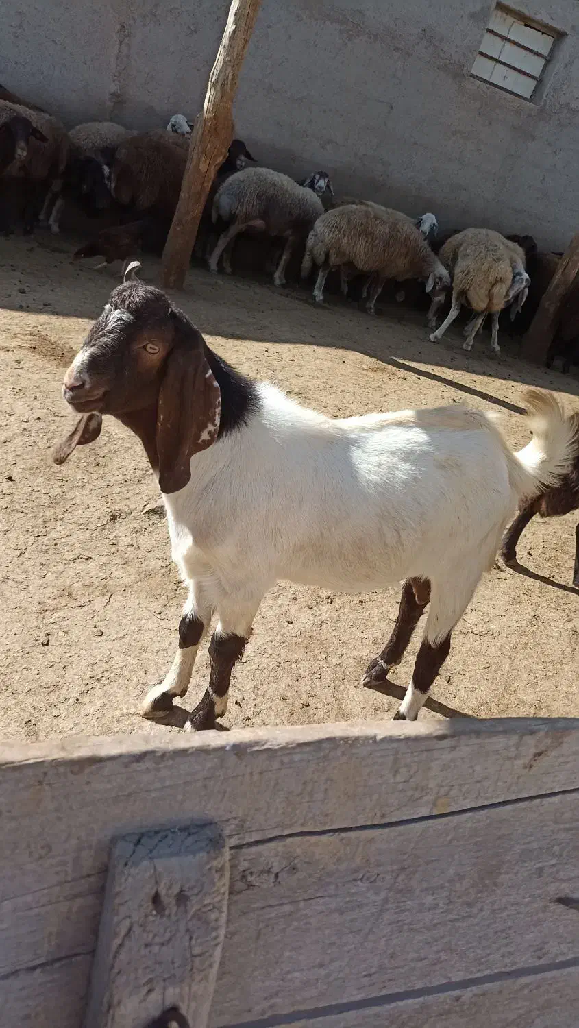 بز نز|حیوانات مزرعه|نمین, |دیوار