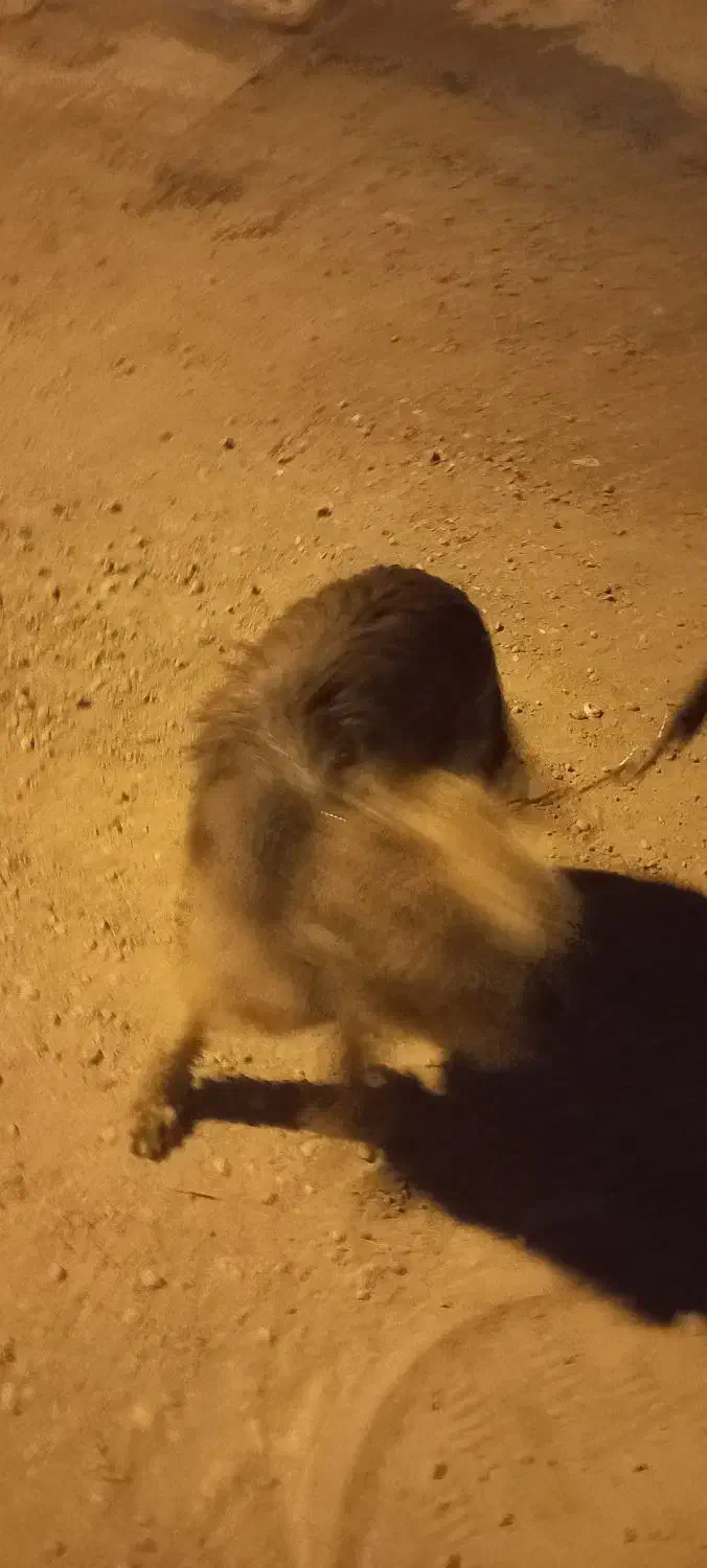 سگ فروشی|سگ|آبادان, |دیوار