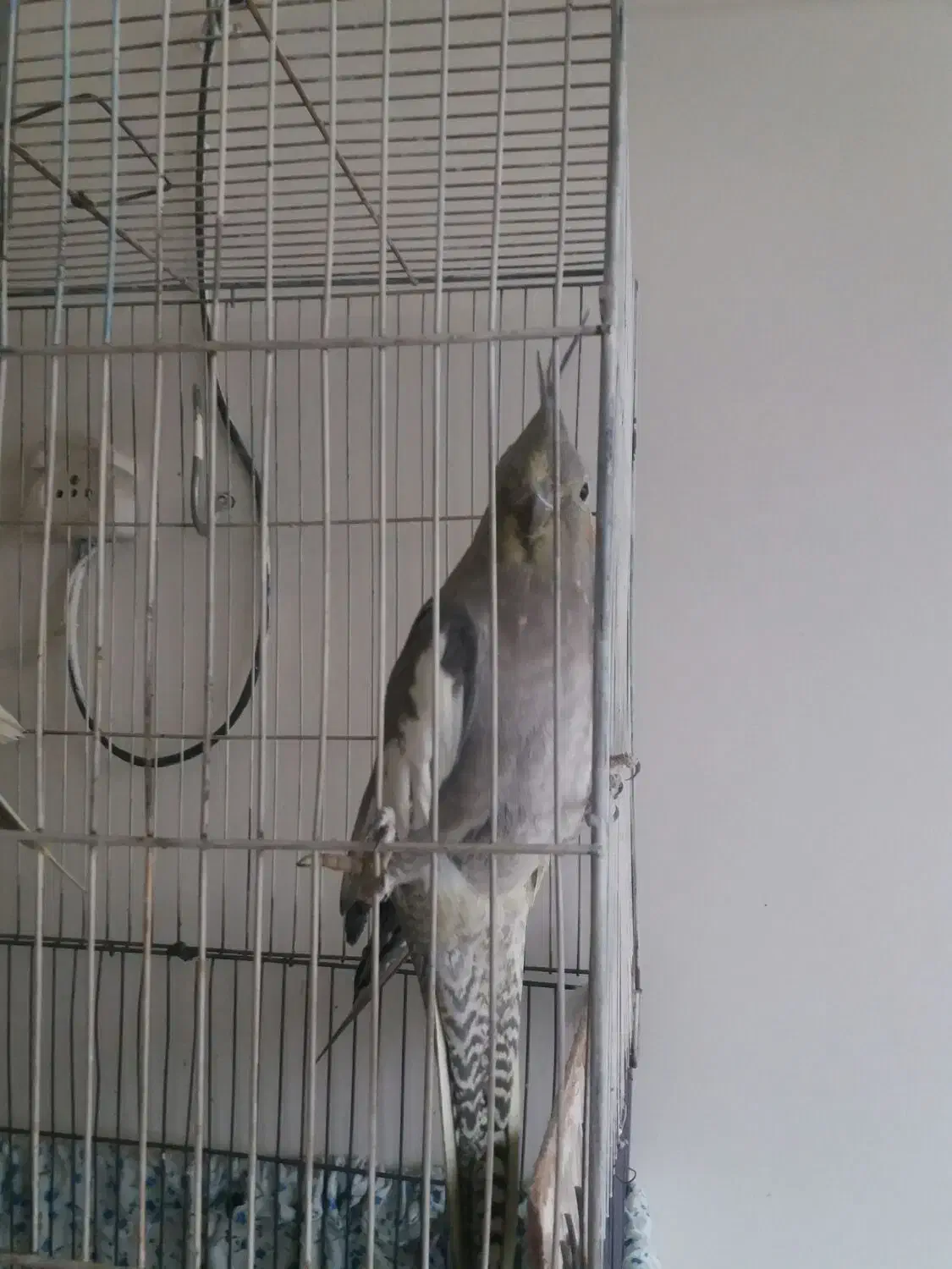 دوتا پرنده عروس هلندی|پرنده|شازند, |دیوار