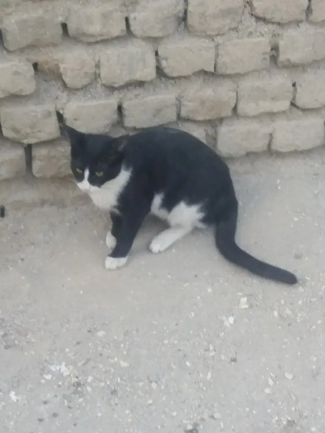 دوتا بچه گربه ناز تاکسیدو برای سرپرستی|گربه|خرم‌آباد, |دیوار