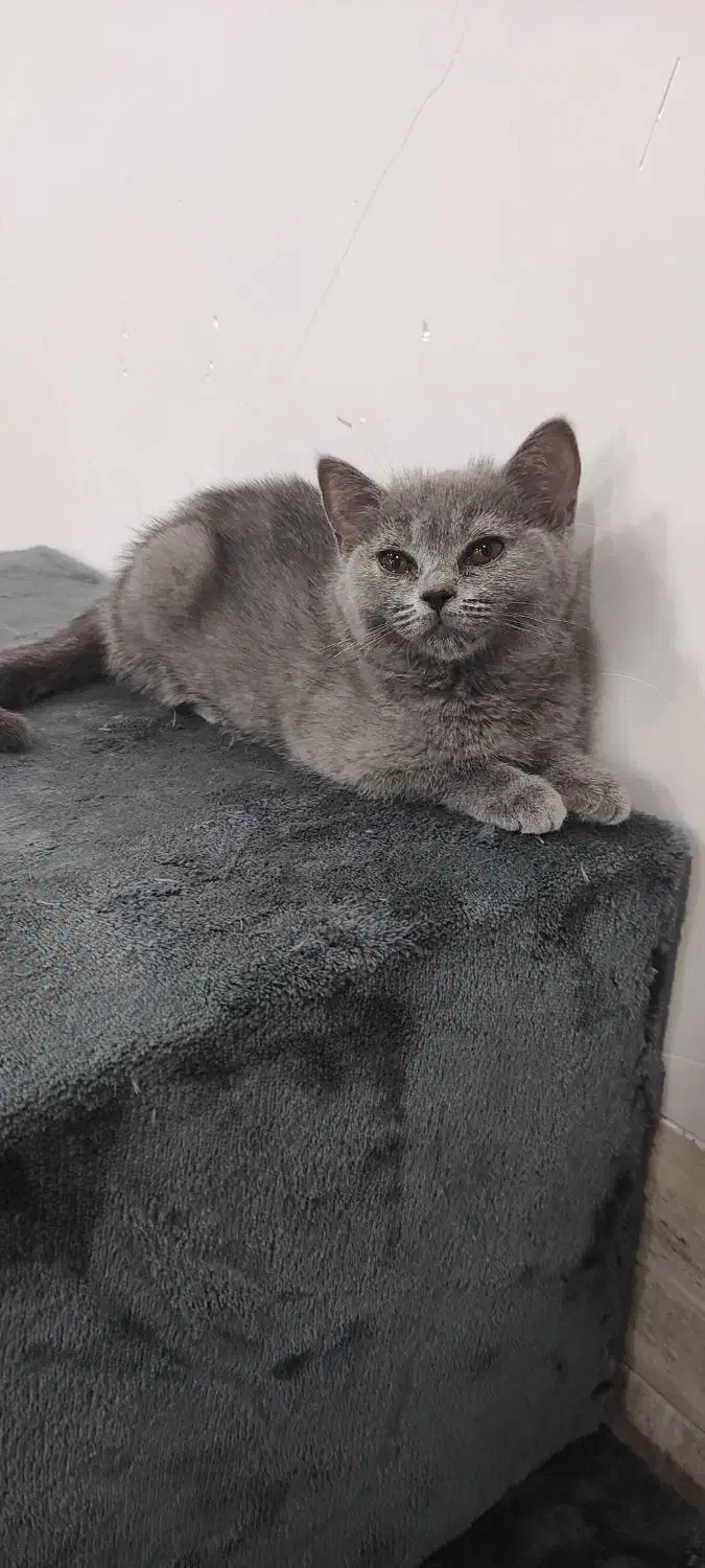 بریتیش بلو|گربه|میبد, |دیوار