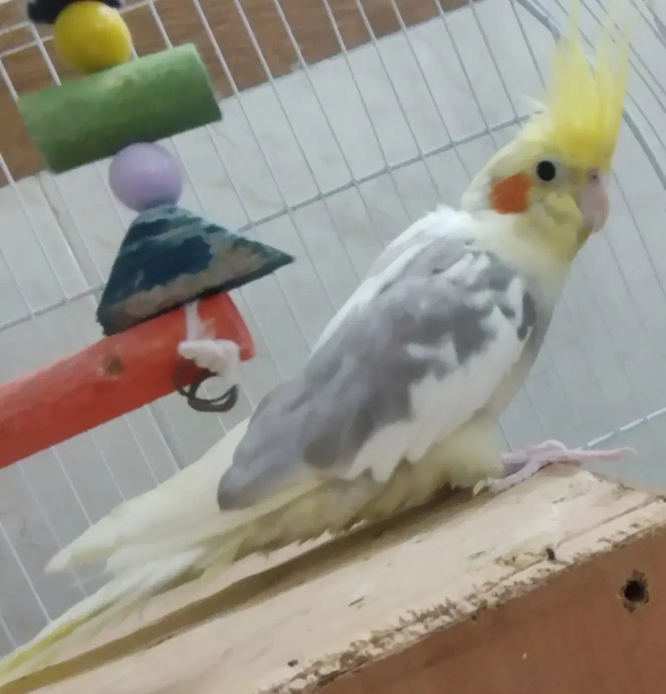 عروس هلندی|پرنده|مشهد, سجادیه|دیوار