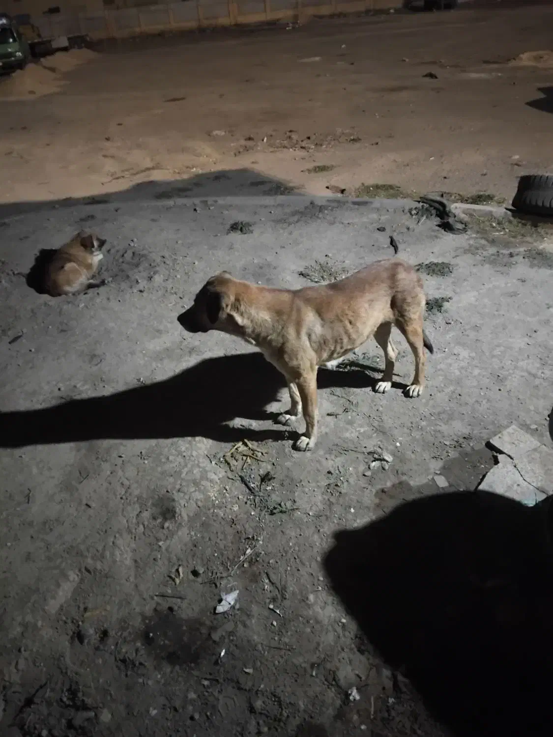 سگ سرابی|سگ|کوراییم, |دیوار