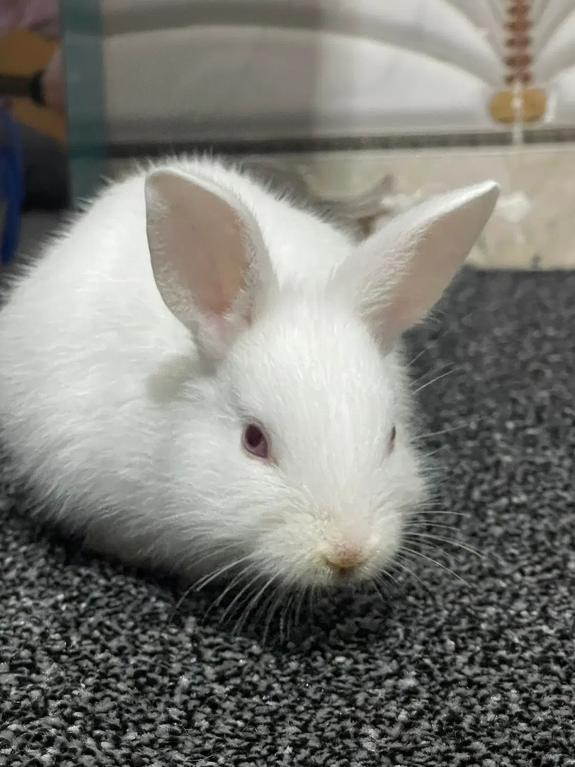 خرگوش|موش و خرگوش|میناب, |دیوار