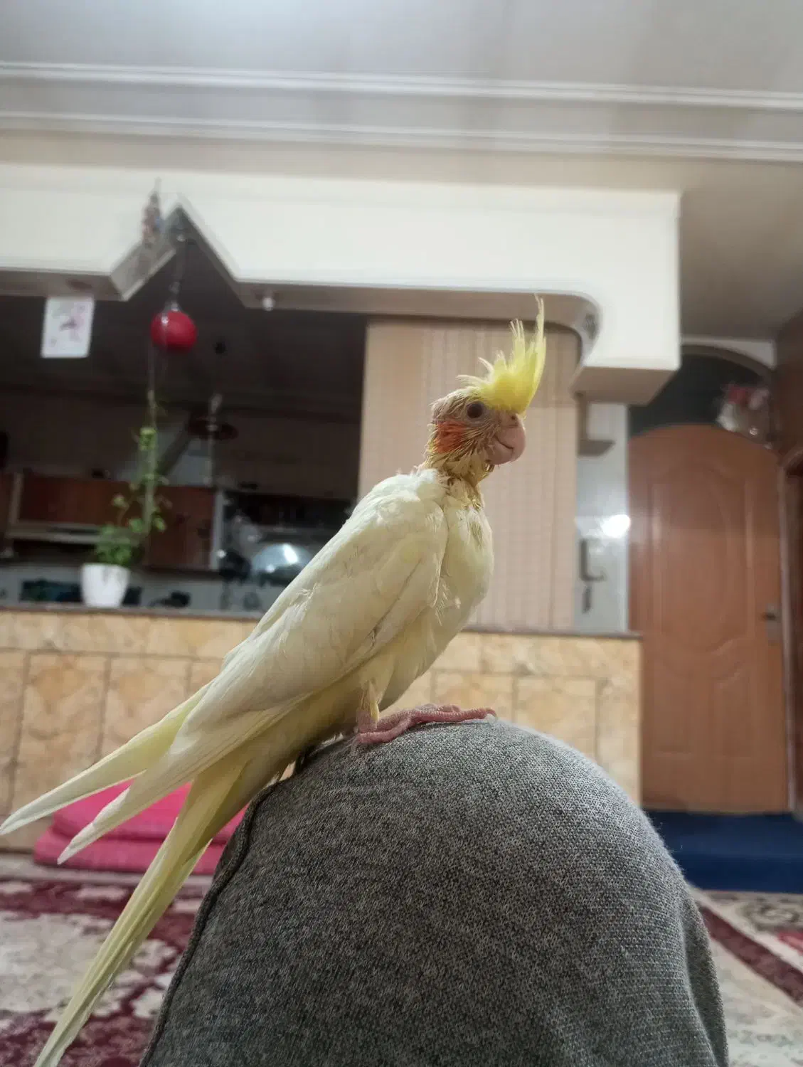 عروس یک ماهه سالم سرحال|پرنده|شهرضا, |دیوار