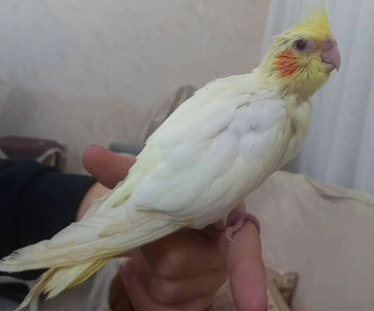 عروس سرلاکی اهلی اهلی|پرنده|تبریز, |دیوار