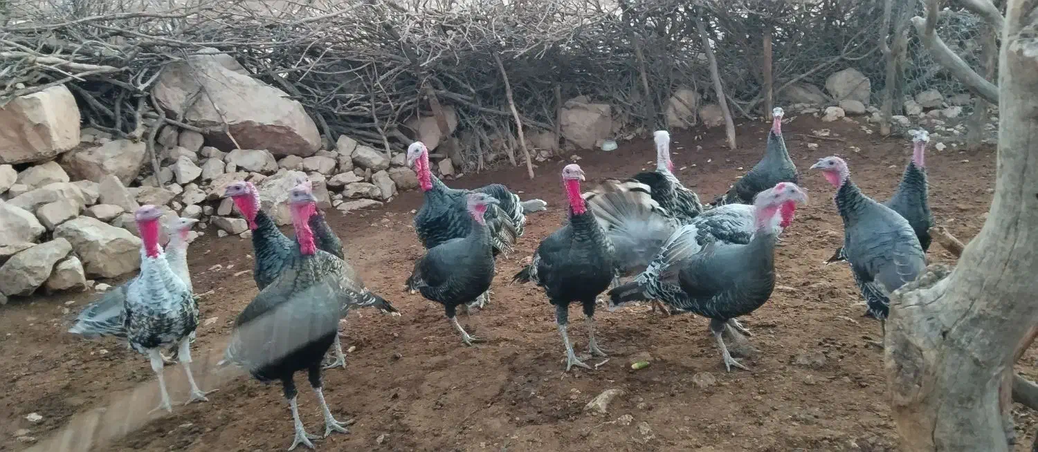 بوقلمون|پرنده|چگنی, |دیوار