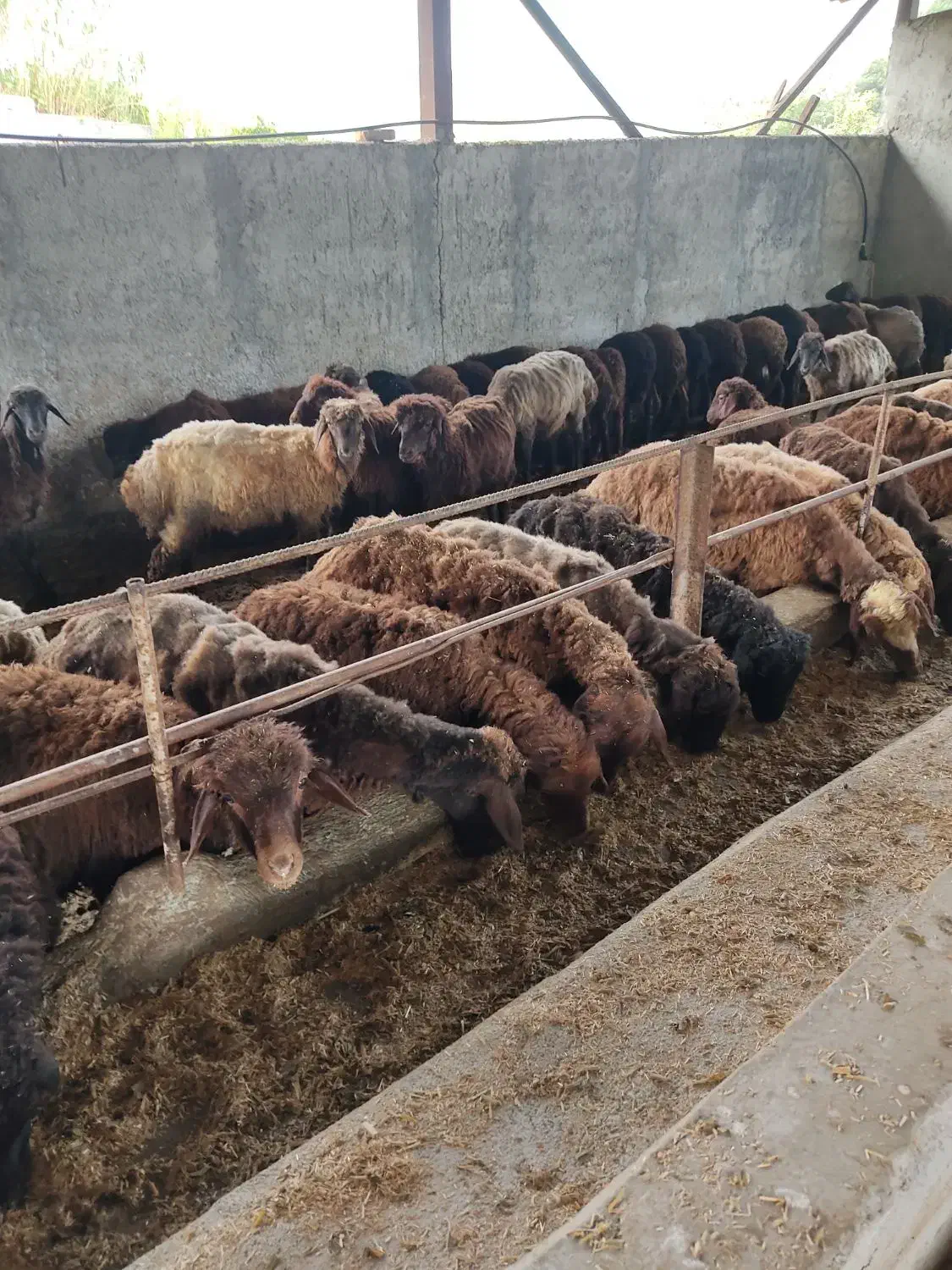 فروش بره سنگین بالا ۶۰ کیلو|حیوانات مزرعه|قائمشهر, |دیوار