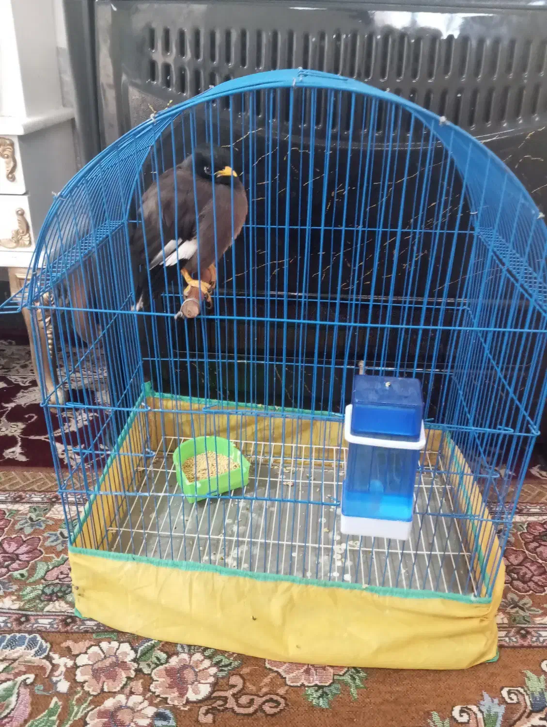 مرغ مینا به فروش میرسد یک میلیون ۵۰۰|پرنده|کرمان, |دیوار