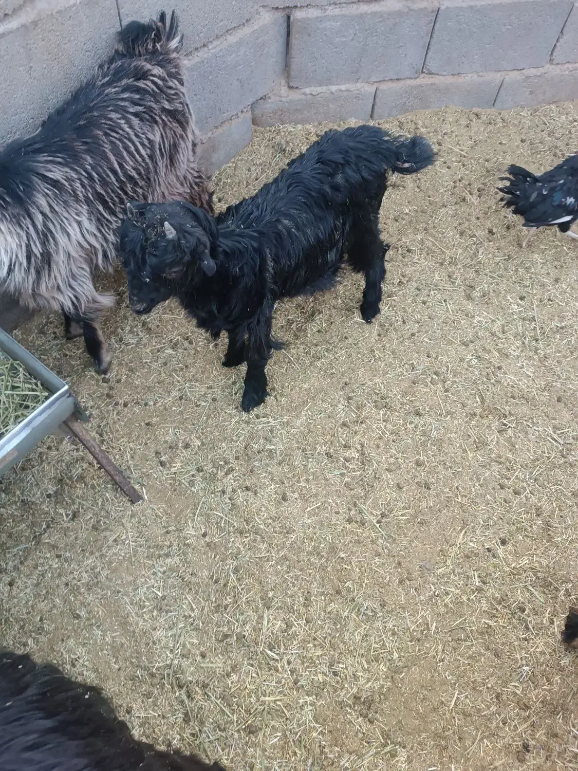 بزغاله شیری|حیوانات مزرعه|شهرضا, |دیوار