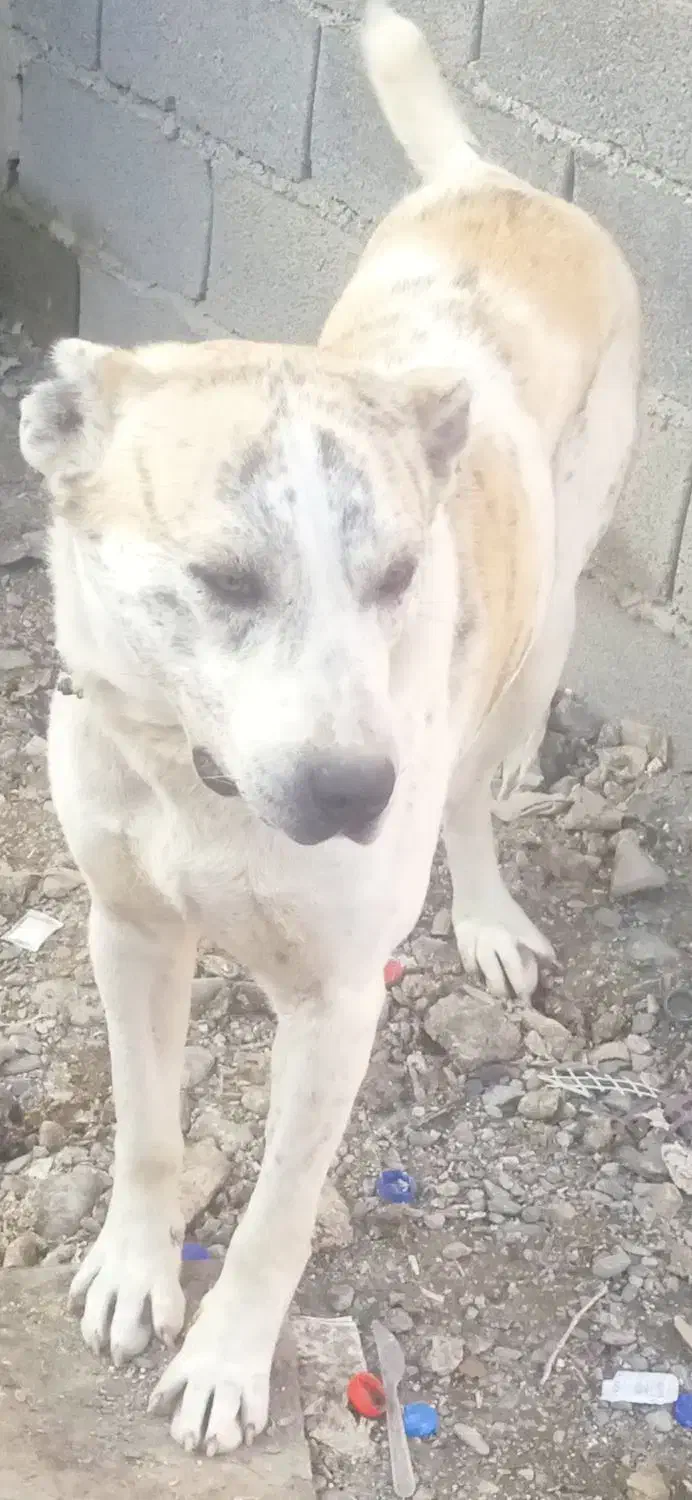 سگ نرهیکل|سگ|چناران, |دیوار