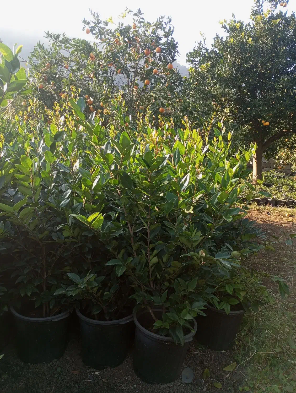 یاس هلندی سطل ۱۰|گل و گیاه طبیعی|رامسر, |دیوار