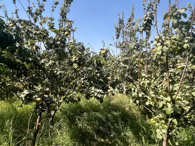 به درجه یک پیربکران|خوردنی و آشامیدنی|اصفهان, باغ دریاچه|دیوار