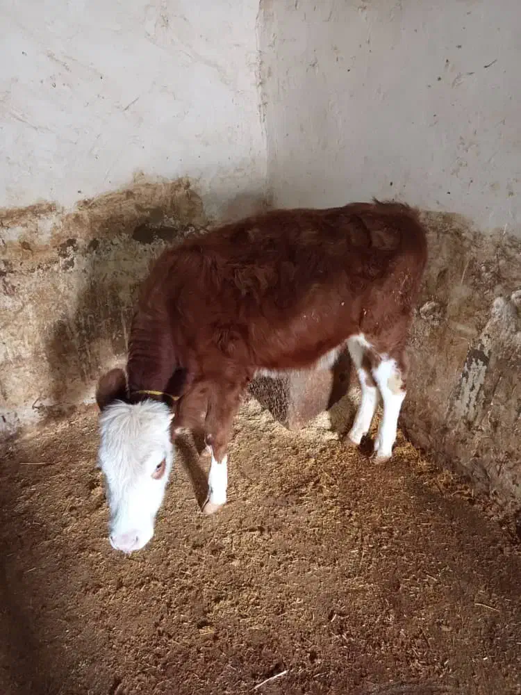 گاو وگوساله سیمینتال|حیوانات مزرعه|خاوه, |دیوار