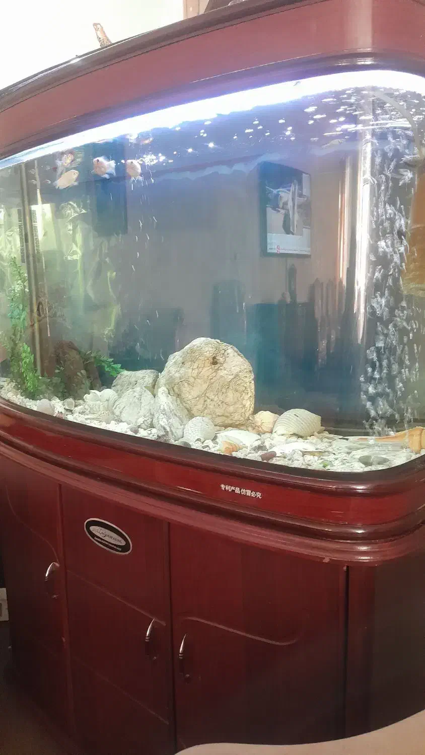 اکواریوم چینی وارداتی|ماهی|مشهد, آبکوه|دیوار