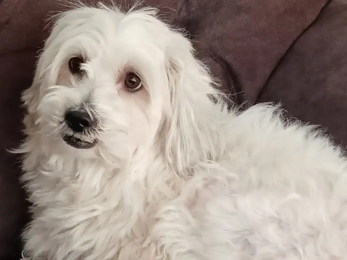 سگ ترید فروشی|سگ|شاهین‌شهر, فردوسی|دیوار