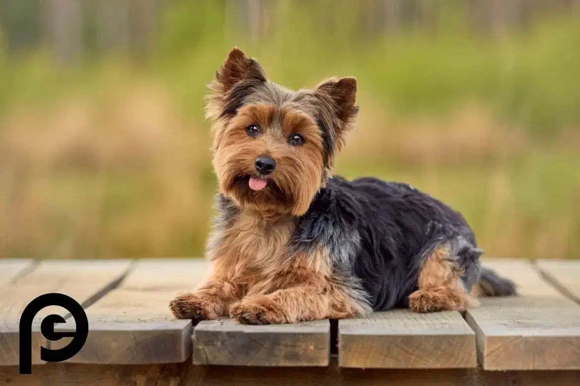 سگ گمشده|حیوانات|شیروان (خراسان), |دیوار