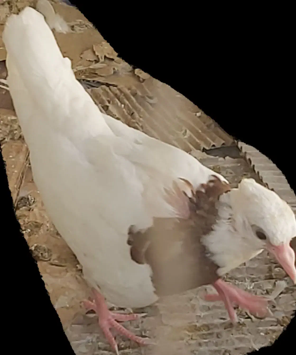 کفتر کبوتر طوق دمگیر|پرنده|اصفهان, مشکین|دیوار