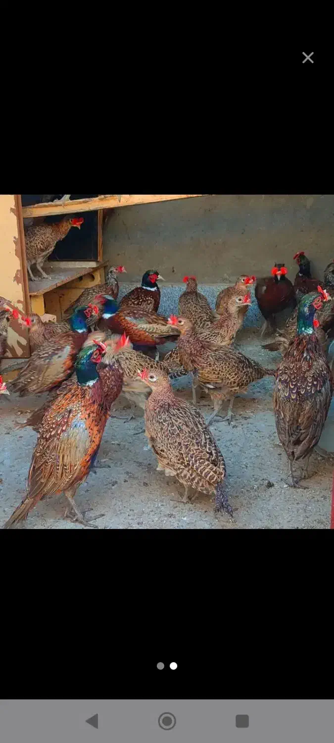 مرغ خروس آمریکایی|پرنده|جوین, |دیوار