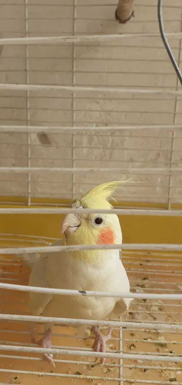 عروس هلندی|پرنده|اصفهان, جاوان|دیوار