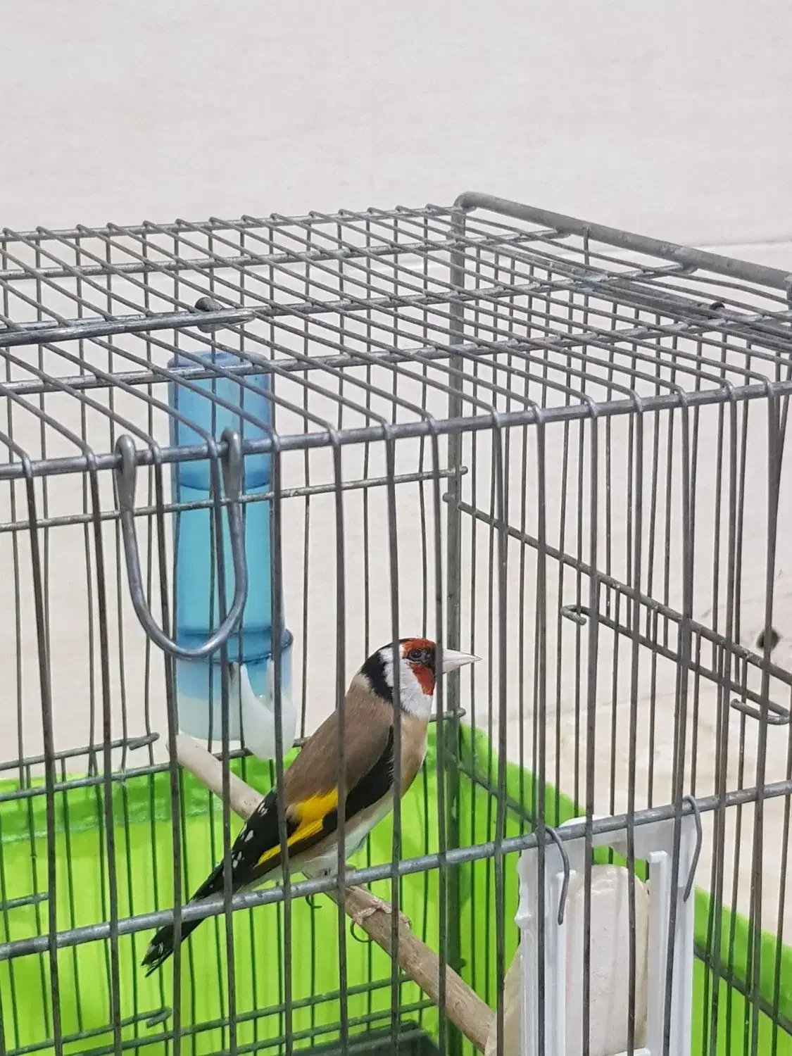 سهره عتیقه جوجه سال|پرنده|محمدشهر, جعفرآباد|دیوار