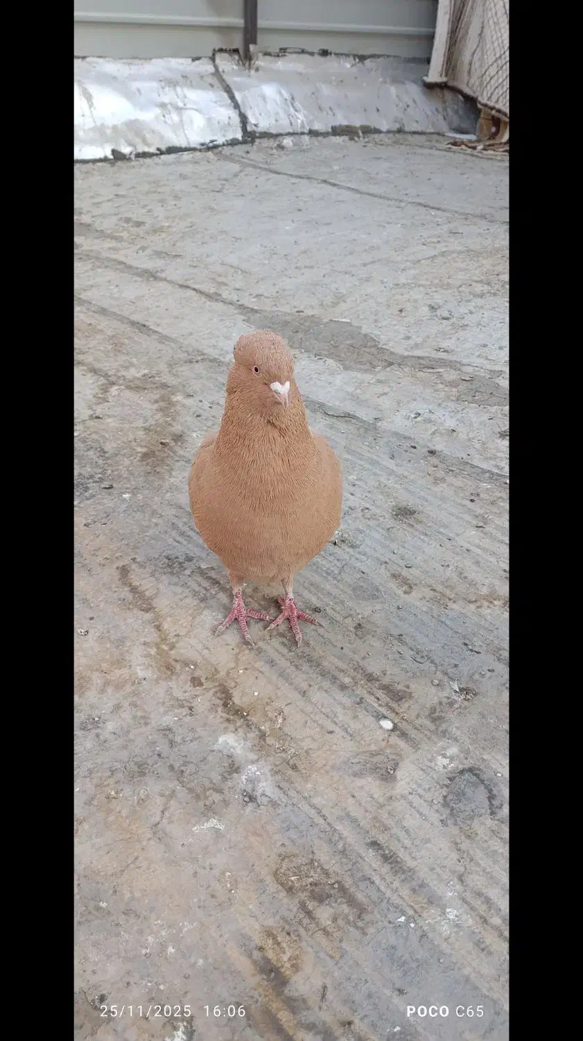 8 طوق کبوتر|پرنده|فردیس, فردیس|دیوار