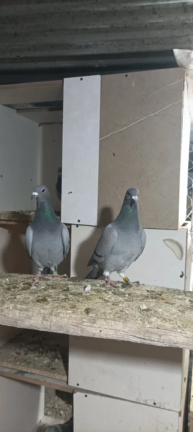 فروش یک جفت پلاکی|پرنده|شیراز, محراب|دیوار