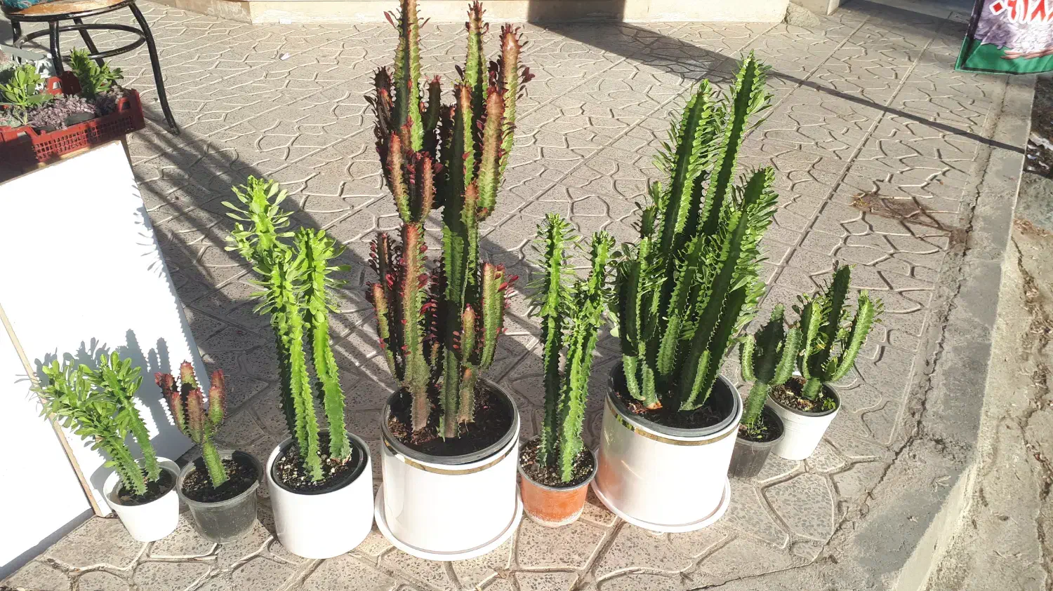 افوربیا در انواع مختلف و نخل ماداگاسکار|گل و گیاه طبیعی|کرمانشاه, |دیوار