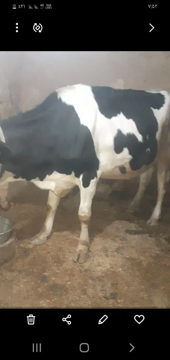 گاوتلیسه ابستن نزدیک زا|حیوانات مزرعه|دینور, |دیوار