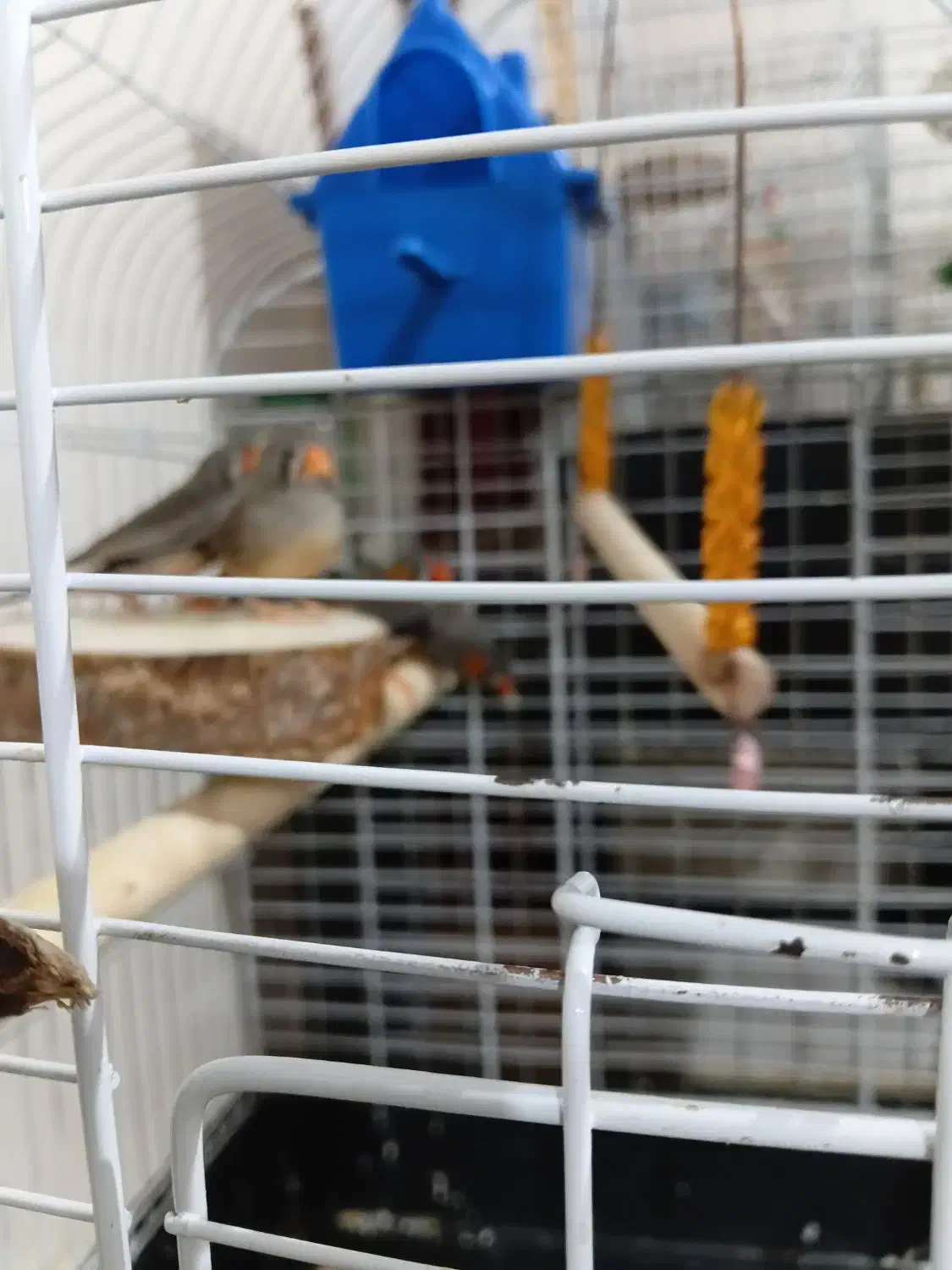 فنچ|پرنده|تهران, بریانک|دیوار