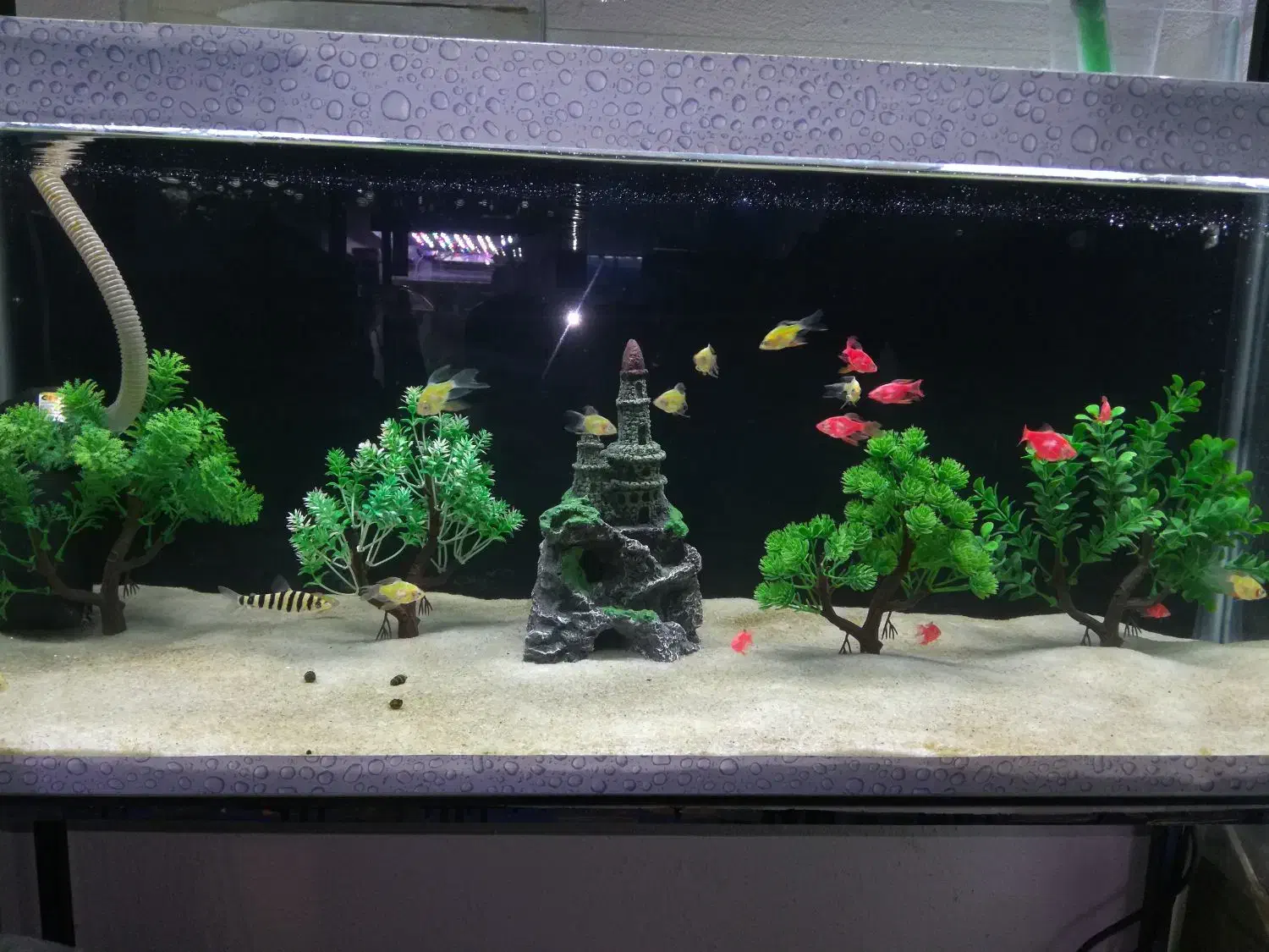 آکواریوم خلیج فارس|ماهی|ملایر, |دیوار